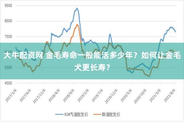 大牛配资网 金毛寿命一般能活多少年？如何让金毛犬更长寿？